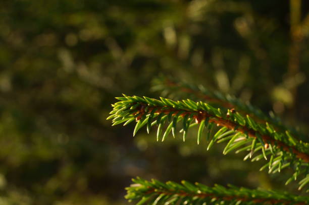 istock Green spruce twig with needles, illuminated by setting sun. 1318931046