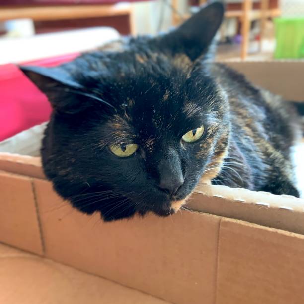 istock Senior Tortie Cat Enjoying Cardboard Box 1318934319