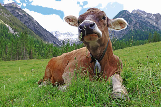 un joven ganado bonito y marrón con campana de vaca en las montañas de austria - animal head cow animal bell fotografías e imágenes de stock