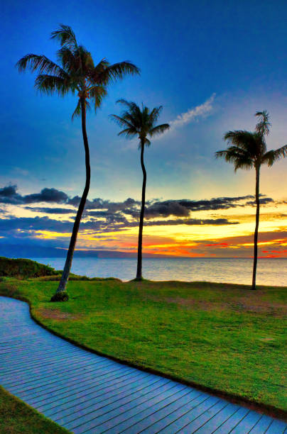 palmier avec le beau ciel de coucher du soleil. - maui beach palm tree island photos et images de collection