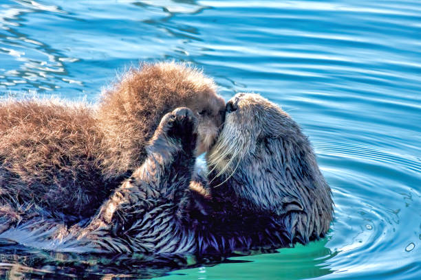 Mother sea otter with baby. Sea otter mother cddling her baby. sea otter stock pictures, royalty-free photos & images
