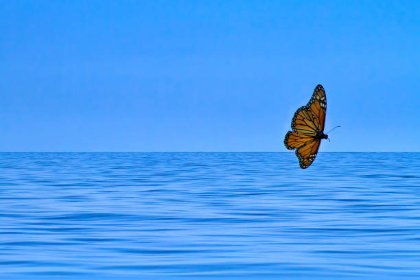 istock Beautiful monarch butterfly flying ove a bright blue ocean. 1318937117
