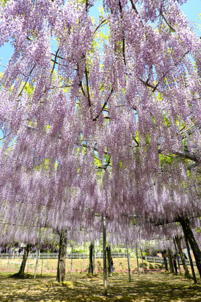 istock Image material of overwhelming wisteria flowers 1318937169