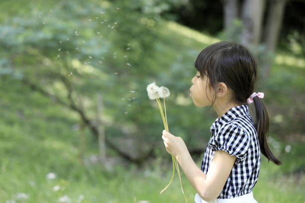 Japanese student girl blowing dandelion seeds (6 years old)