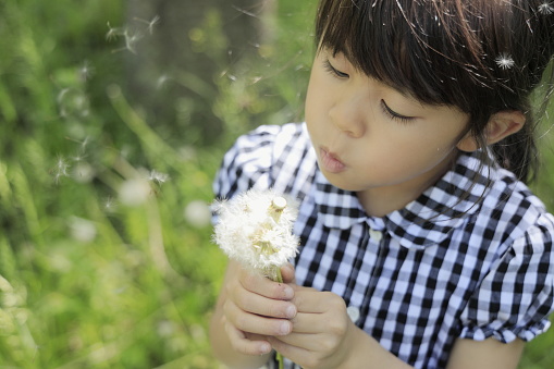 Japanese student girl blowing dandelion seeds (6 years old)