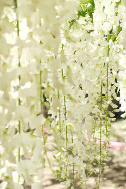 istock Pure white and beautiful wisteria flowers 1318945544