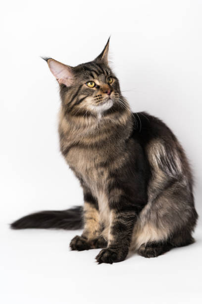 istock Smart longhair cat breed Maine Shag Cat sitting on white background. Studio shot 1318948376