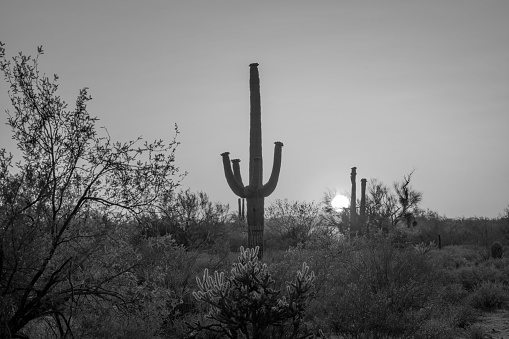 A black and white desert sunset