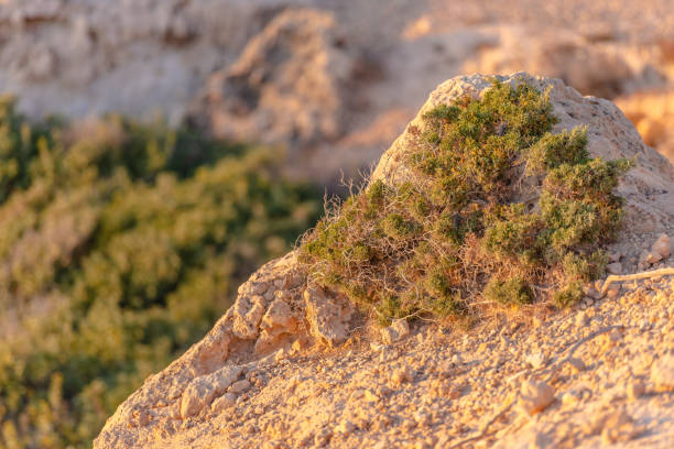 istock Beautiful juniper on the rocks 1318951506