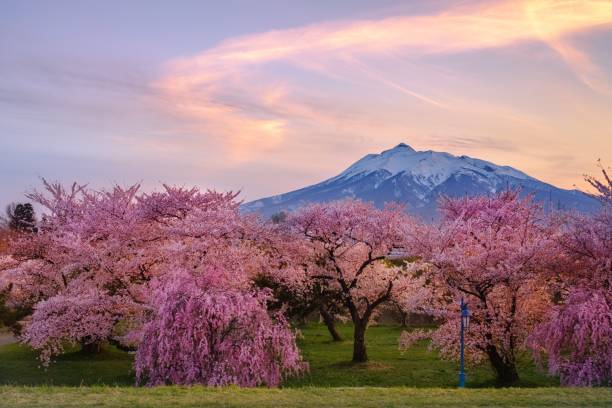 frühlingskulisse von mt.iwakiyama und kirschbäumen in der präfektur aomori, japan - präfektur aomori stock-fotos und bilder