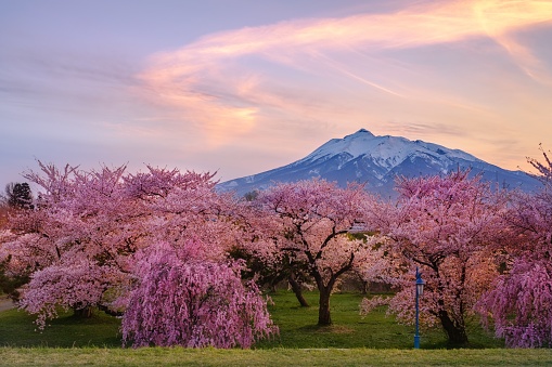 This is the spring scenery of Mt.Iwakiyama and cherry trees in Aomori prefecture, Japan.\nMt.Iwakiyama is well know as a trekking site in this prefecture.