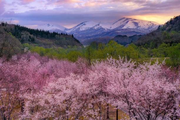 spring scenery of mt.gassan and cherry trees in yamagata prefecture, japan - prefeitura de yamagata imagens e fotografias de stock