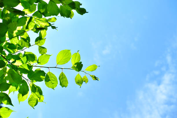 istock Beautiful fresh green early summer 1318953665