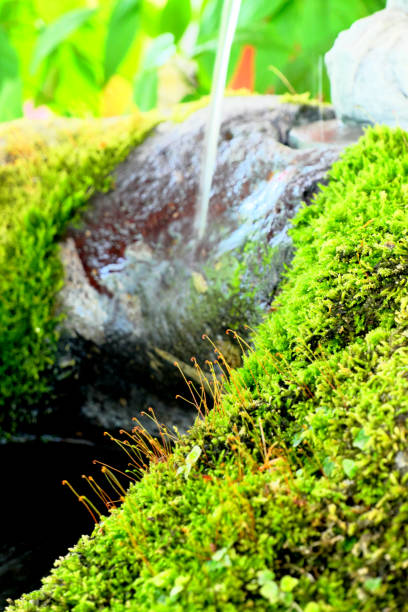 istock Beautiful stream scenery with flowing water 1318953683