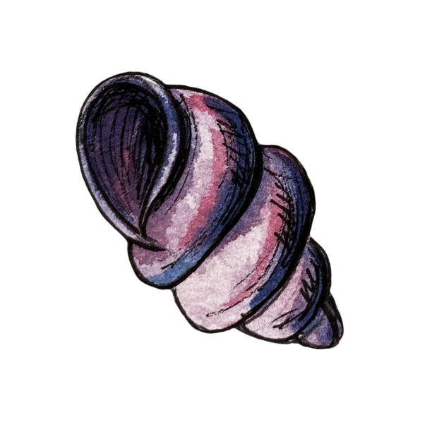 istock Hand drawn watercolor illustration of twisted seashell 1318954312