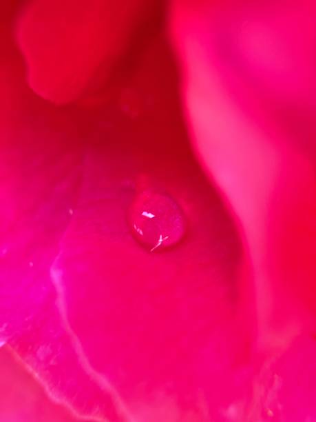 istock Water Droplet on Red Rose Close Up 1318955293