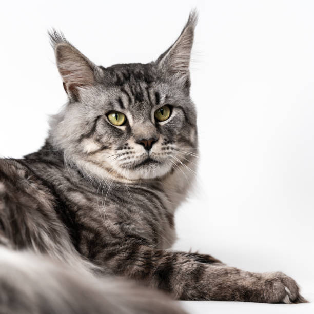 Studio shot of domestic longhair cat breed Maine Shag Cat lying on white background stock photo