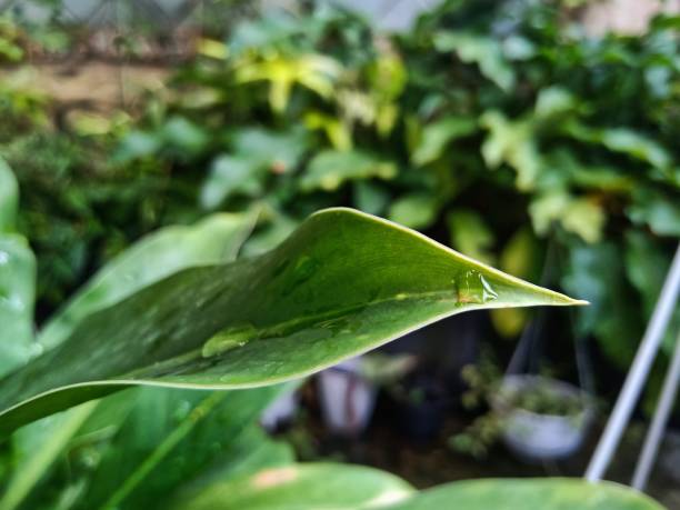Leaf morning dew on the leaves joule stock pictures, royalty-free photos & images