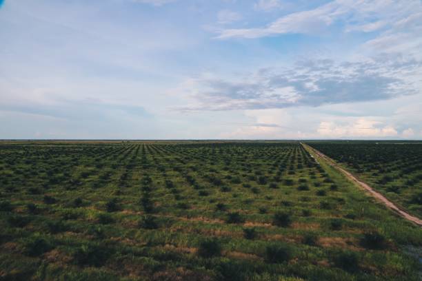 istock Palm oil field 1318960422