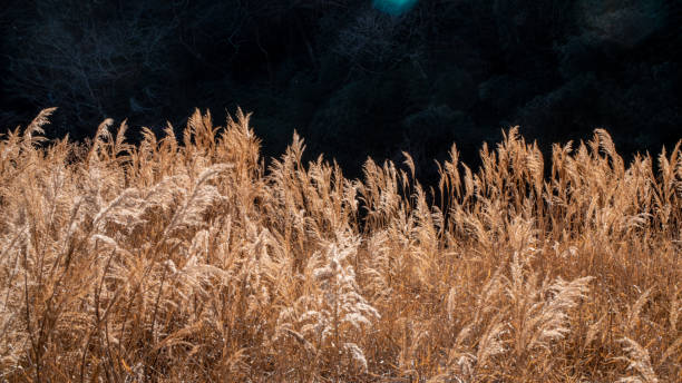 istock Wheat-shaped susuki plants on a sunny day near a river 1318961372
