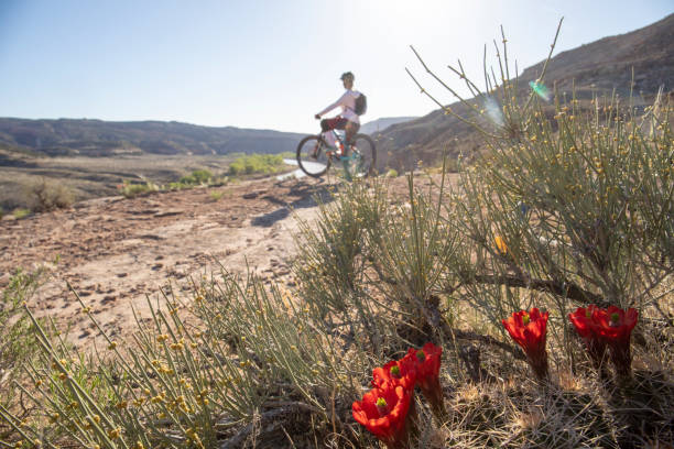 View past cactus in bloom to woman mountain biker Backlit red blossoms fruita colorado stock pictures, royalty-free photos & images