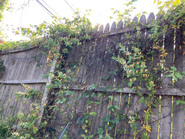 istock Green grass layering growing on fence 1318963393