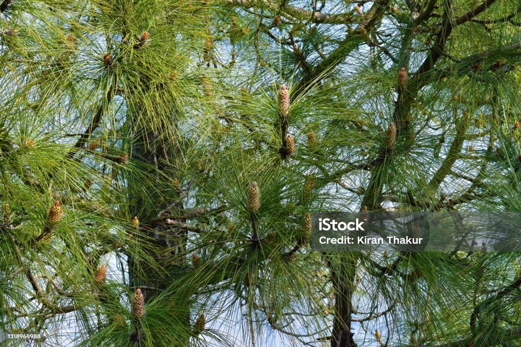pine tree in forest closeup background Beauty Stock Photo