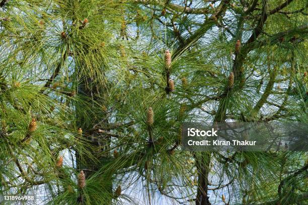 Pine Tree In Forest Closeup Background Stock Photo - Download Image Now - Beauty, Branch - Plant Part, Close-up