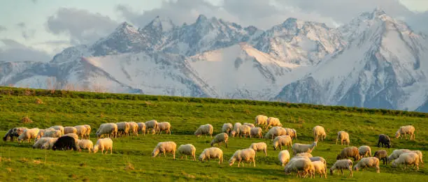 flock of sheep grazing on a mountain meadow against the backdrop of peaks at sunset Pieniny, Poland