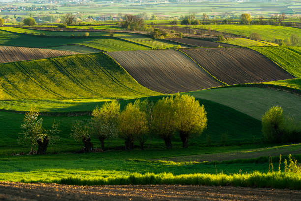 istock Beautiful undulating fields in the Polish Ponidzie region in spring 1318967491