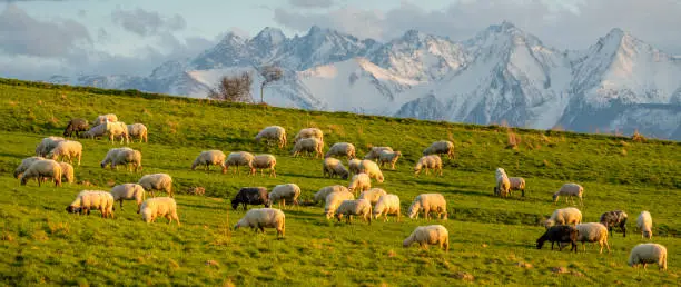 A flock of sheep grazing on a mountain meadow against the backdrop of peaks at sunset Pieniny, Poland