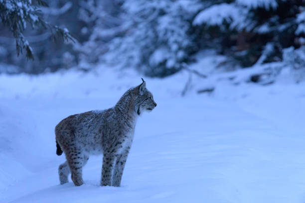 istock Eurasian lynx (Lynx lynx) in winter nature 1318968246