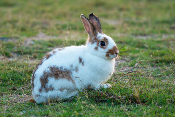 istock Easter bunny concept. Adorable fluffy little white and brown rabbits looking at something while sitting on the green grass over natural background. 1318968294