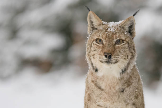 istock Eurasian lynx (Lynx lynx) in winter nature 1318968995