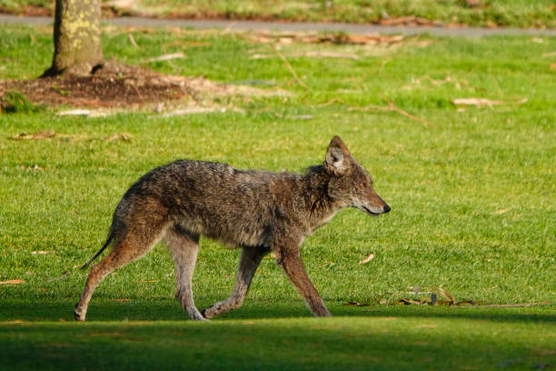 istock Adult Coyote 1318969137