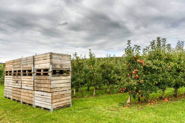 sad jabłkowy, hagnau am bodensee, dystrykt jeziora bodeńskiego, badenia-wirtembergia, niemcy - hagnau zdjęcia i obrazy z banku zdjęć