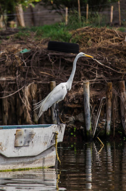 istock White heron in the channels of Xochimilco 1318972007