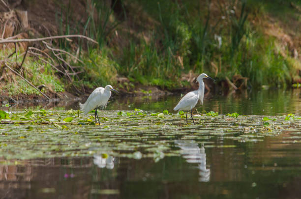 istock White heron in the channels of Xochimilco 1318972049