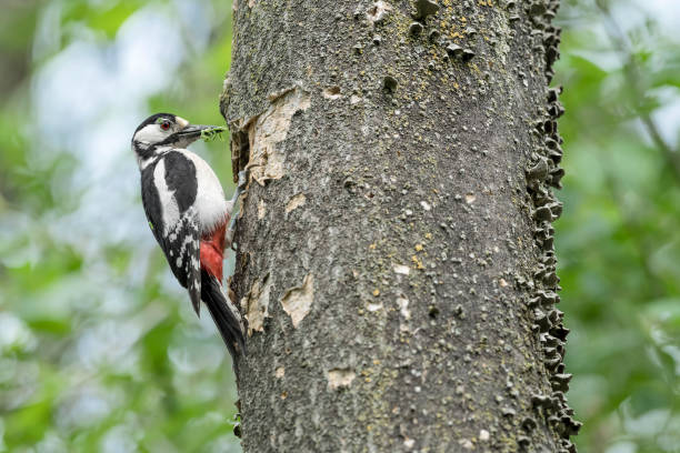 Great spotted woodpecker with worms in the beak (Dendrocopos major) Awesome portrait of woodpecker female on nest woodpecker stock pictures, royalty-free photos & images