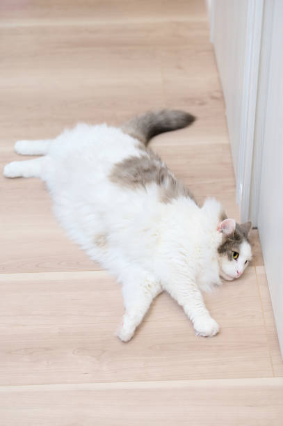 istock High angle shot of white cat resting on wooden flooring 1318972738