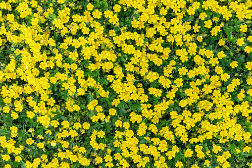 Pequeñas flores amarillas verano naturaleza hermoso fondo. photo