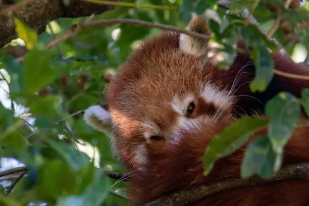 Red panda curled up in a tree