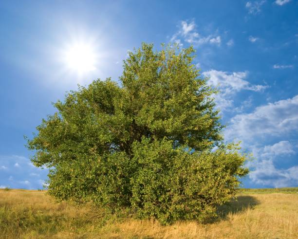 istock beautiful green tree by a summer day 1318975742