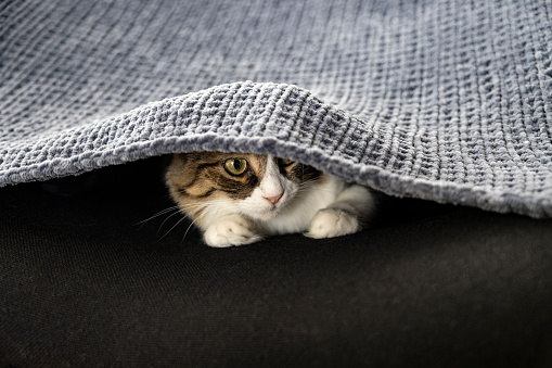 Cat hiding under the blanket