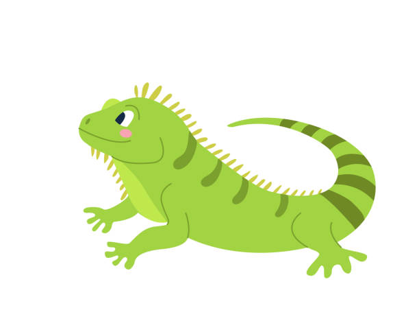 Cute funny iguana on a white background. Vector image in cartoon flat style. Decor for children's posters, postcards, clothing and interior decoration Cute funny iguana on a white background. Vector image in cartoon flat style. Decor for children's posters, postcards, clothing and interior decoration. iguana stock illustrations