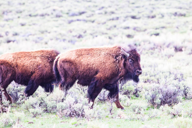 istock Herd of Bisons in Yellowstone 1318976921
