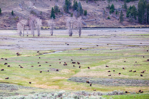 istock Herd of Bisons in Yellowstone 1318976937