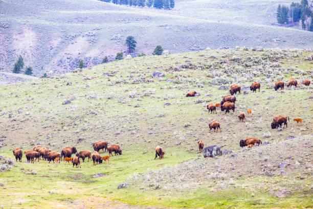 istock Herd of Bisons in Yellowstone 1318976946
