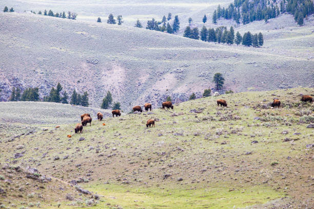 istock Herd of Bisons in Yellowstone 1318976953