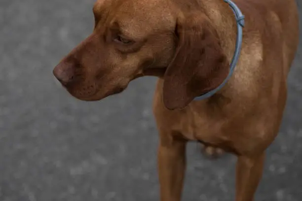 Close Up Profile Shot Of Magyar Vizsla On The Street,Portratit Of Hungarian Vizsla Dog With Blue Collar, Selective Focus